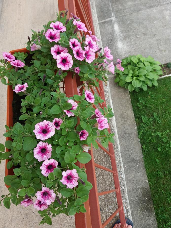 Apartments Mirkovic Цетине Экстерьер фото